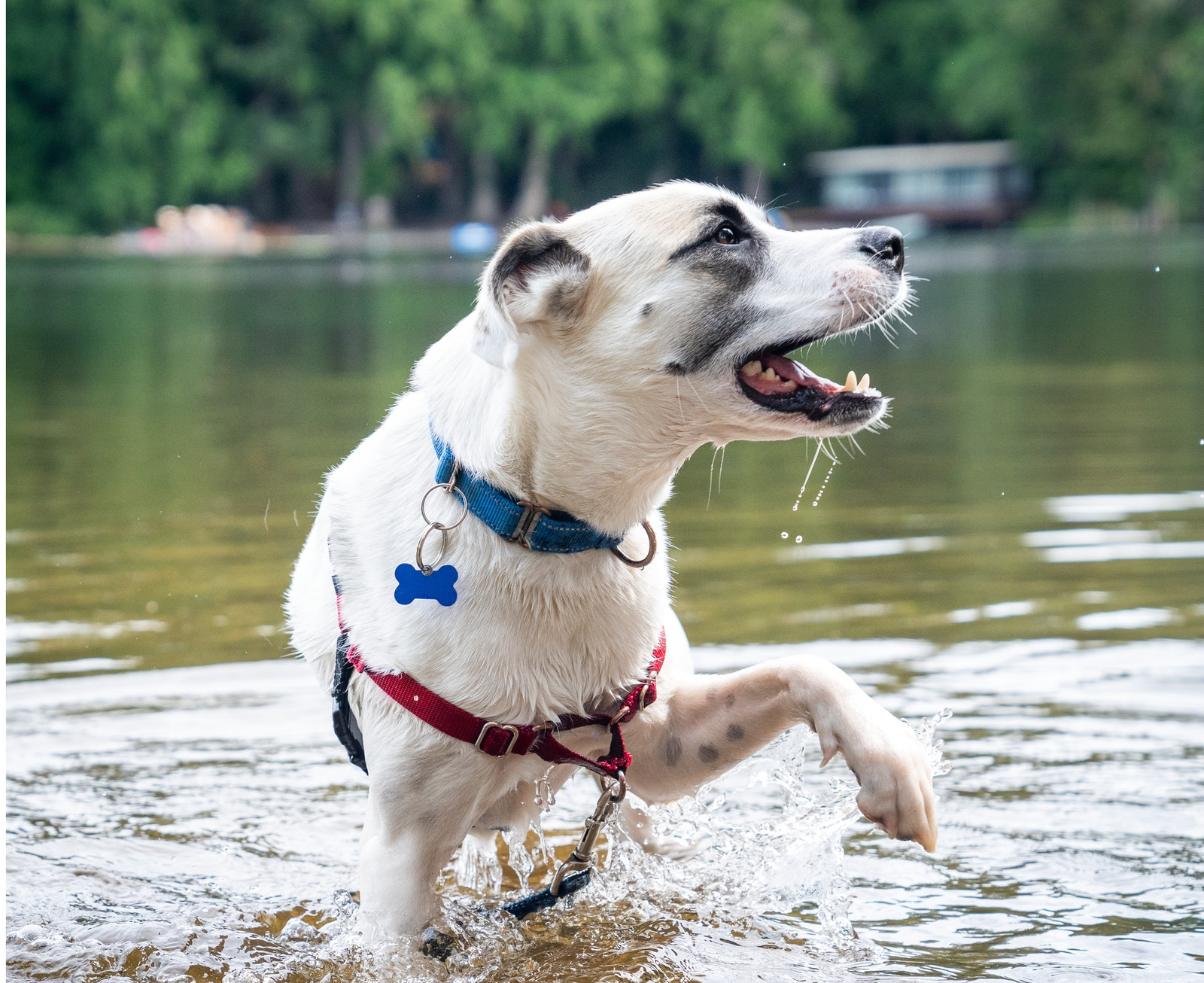 Talia, an adoptable Pit Bull Terrier, Husky in Seattle, WA, 98165 | Photo Image 3