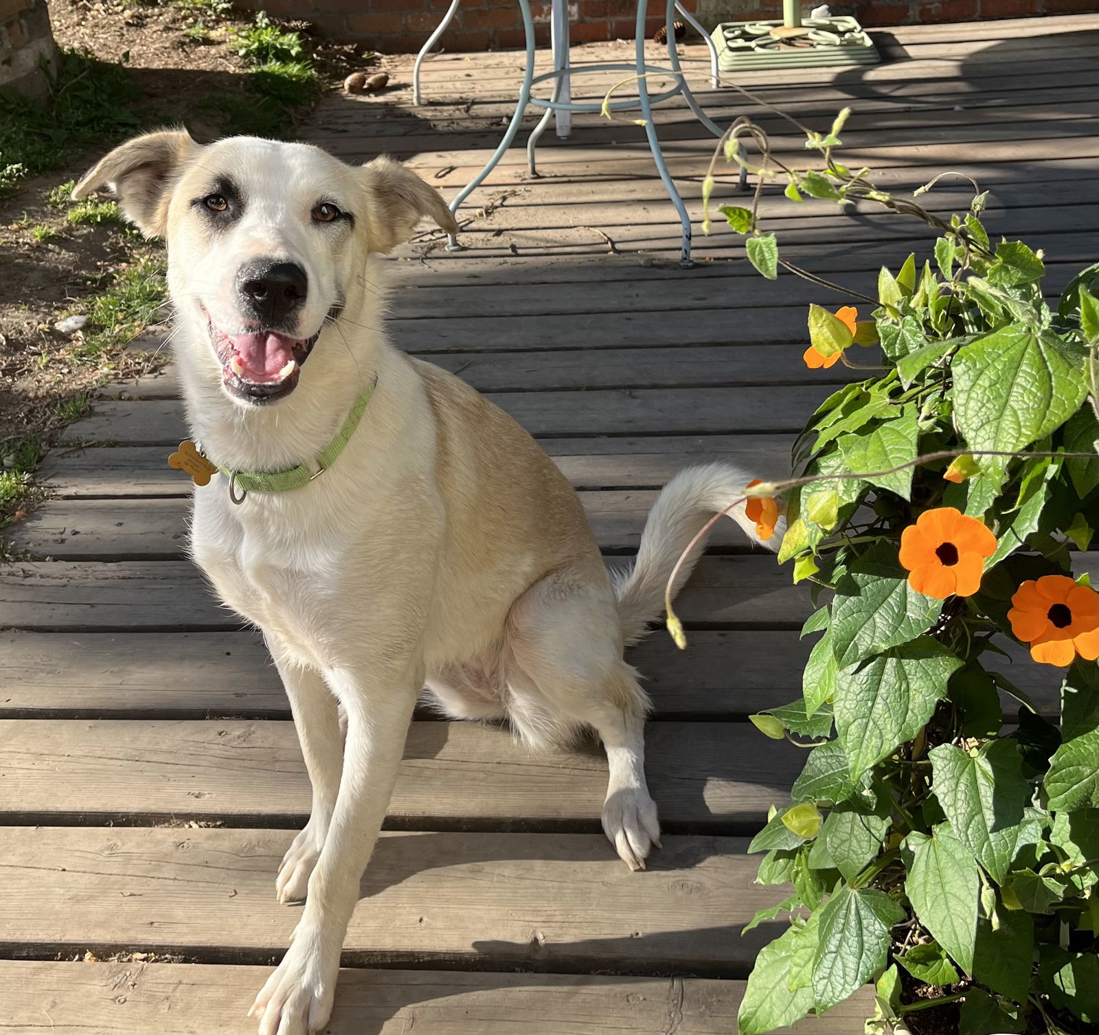 Tessa, an adoptable Great Pyrenees, Husky in Seattle, WA, 98165 | Photo Image 1