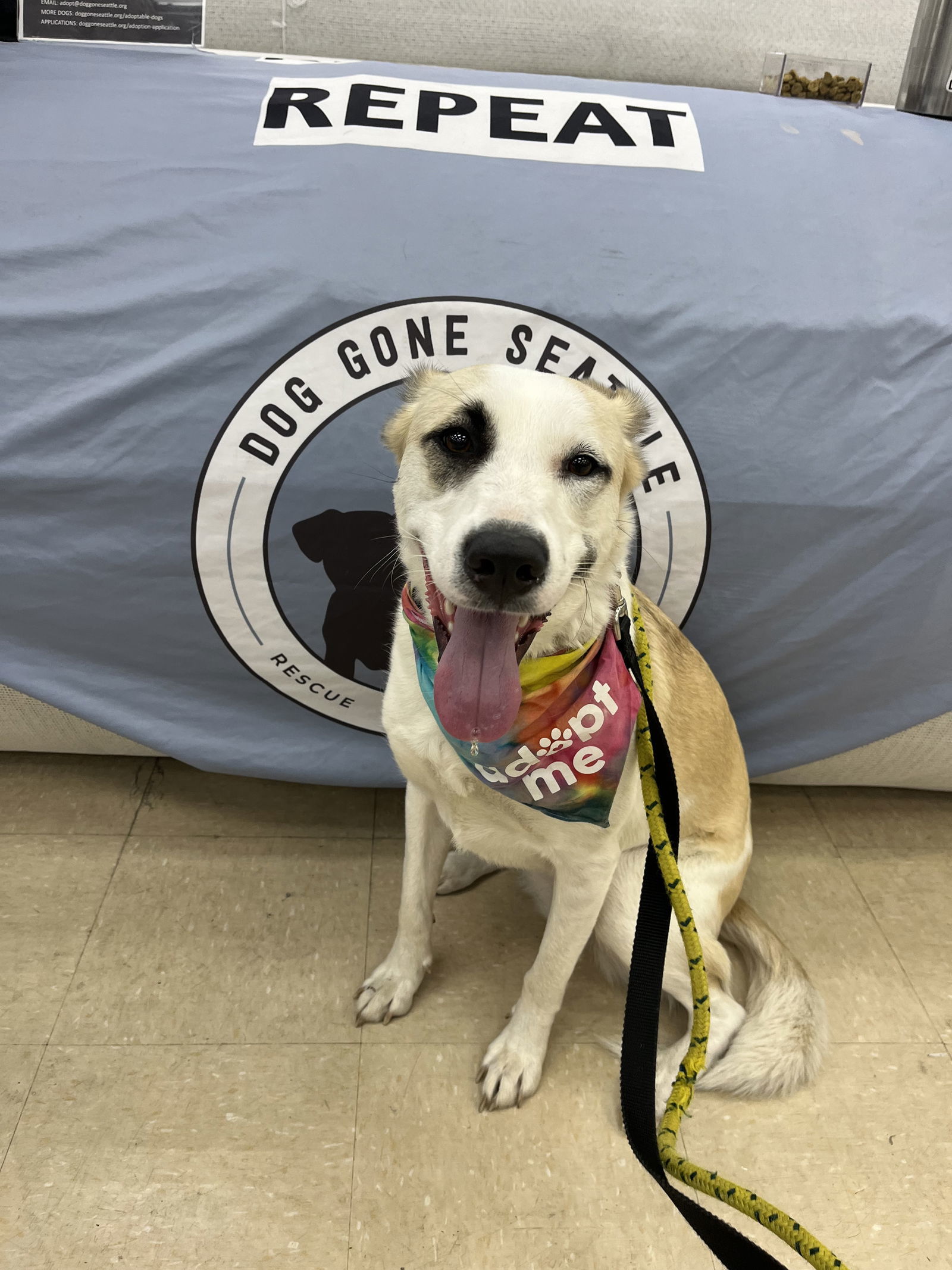 Tessa, an adoptable Great Pyrenees, Husky in Seattle, WA, 98165 | Photo Image 1