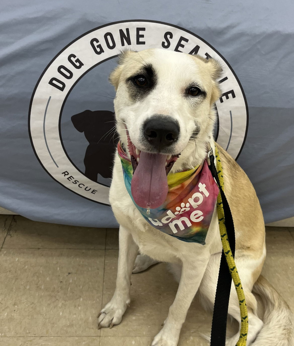 Tessa, an adoptable Great Pyrenees, Husky in Seattle, WA, 98165 | Photo Image 1