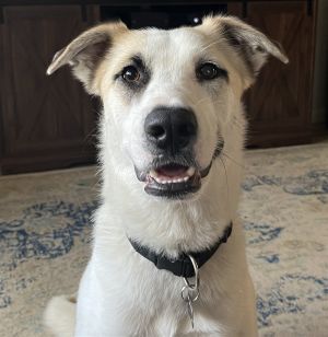 Tessa Great Pyrenees Dog