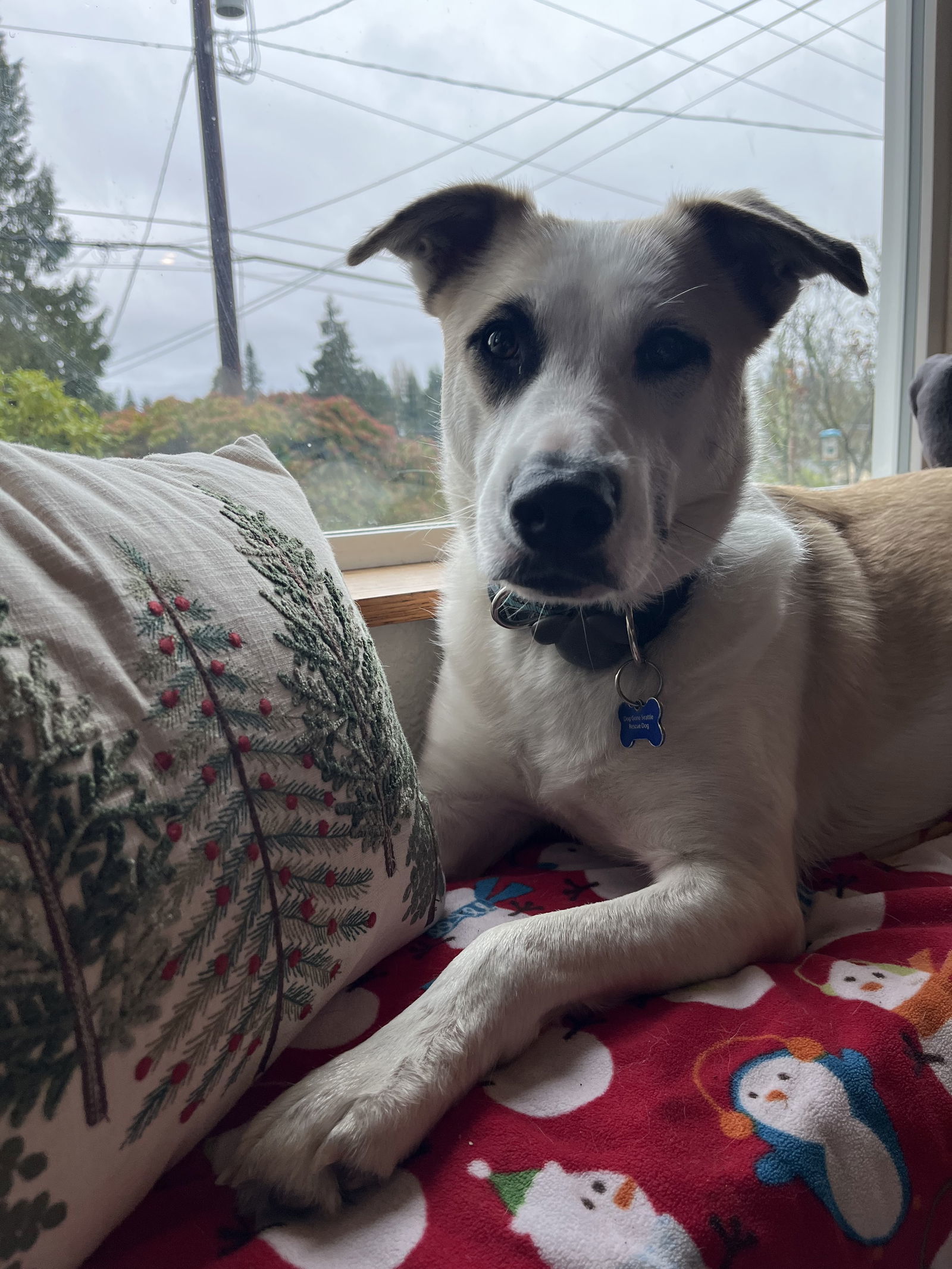 Tessa, an adoptable Great Pyrenees, Husky in Seattle, WA, 98165 | Photo Image 1