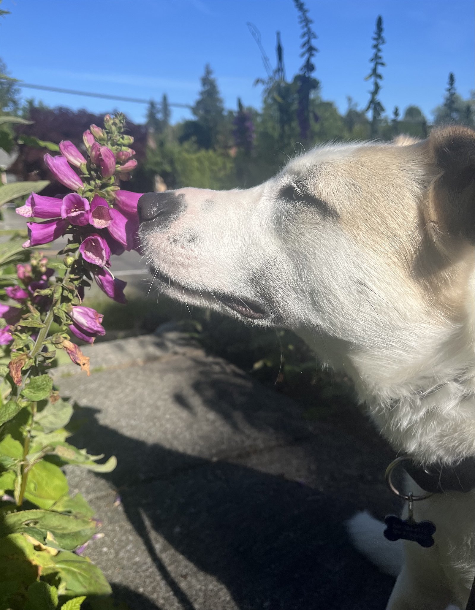 Tessa, an adoptable Great Pyrenees, Husky in Seattle, WA, 98165 | Photo Image 2