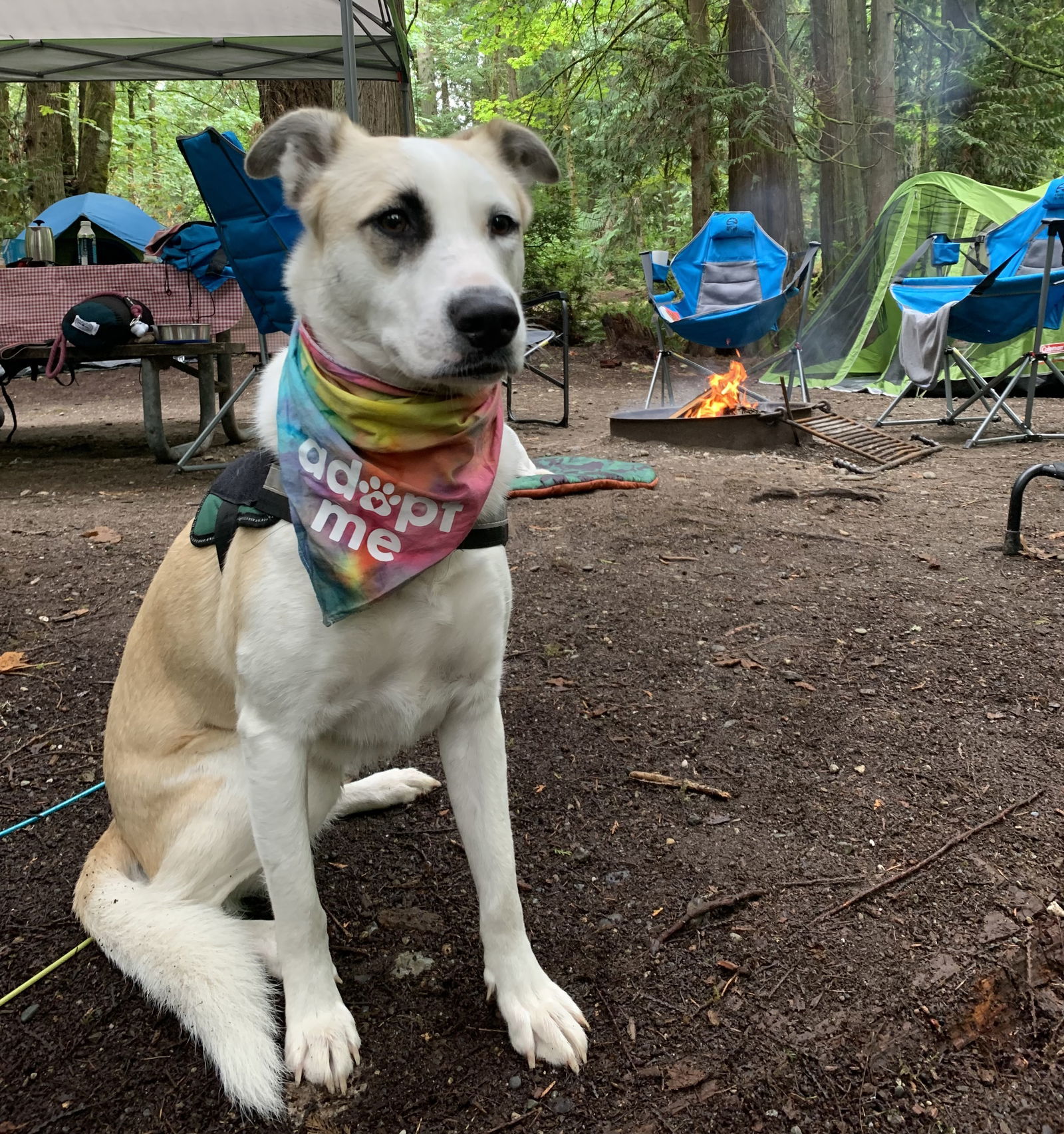 Tessa, an adoptable Great Pyrenees, Husky in Seattle, WA, 98165 | Photo Image 2