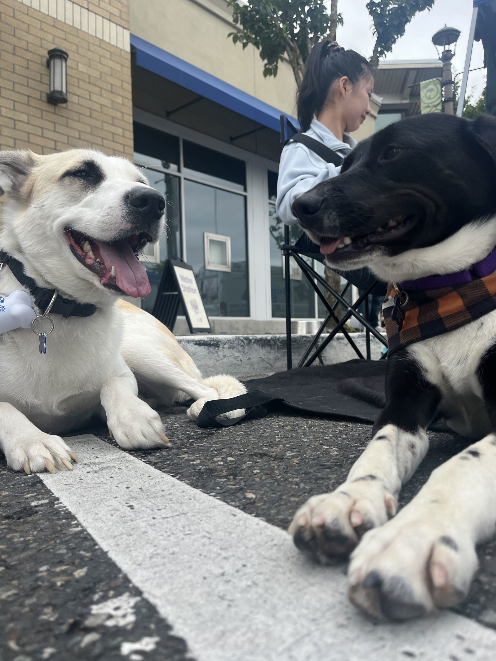 Tessa, an adoptable Great Pyrenees, Husky in Seattle, WA, 98165 | Photo Image 3