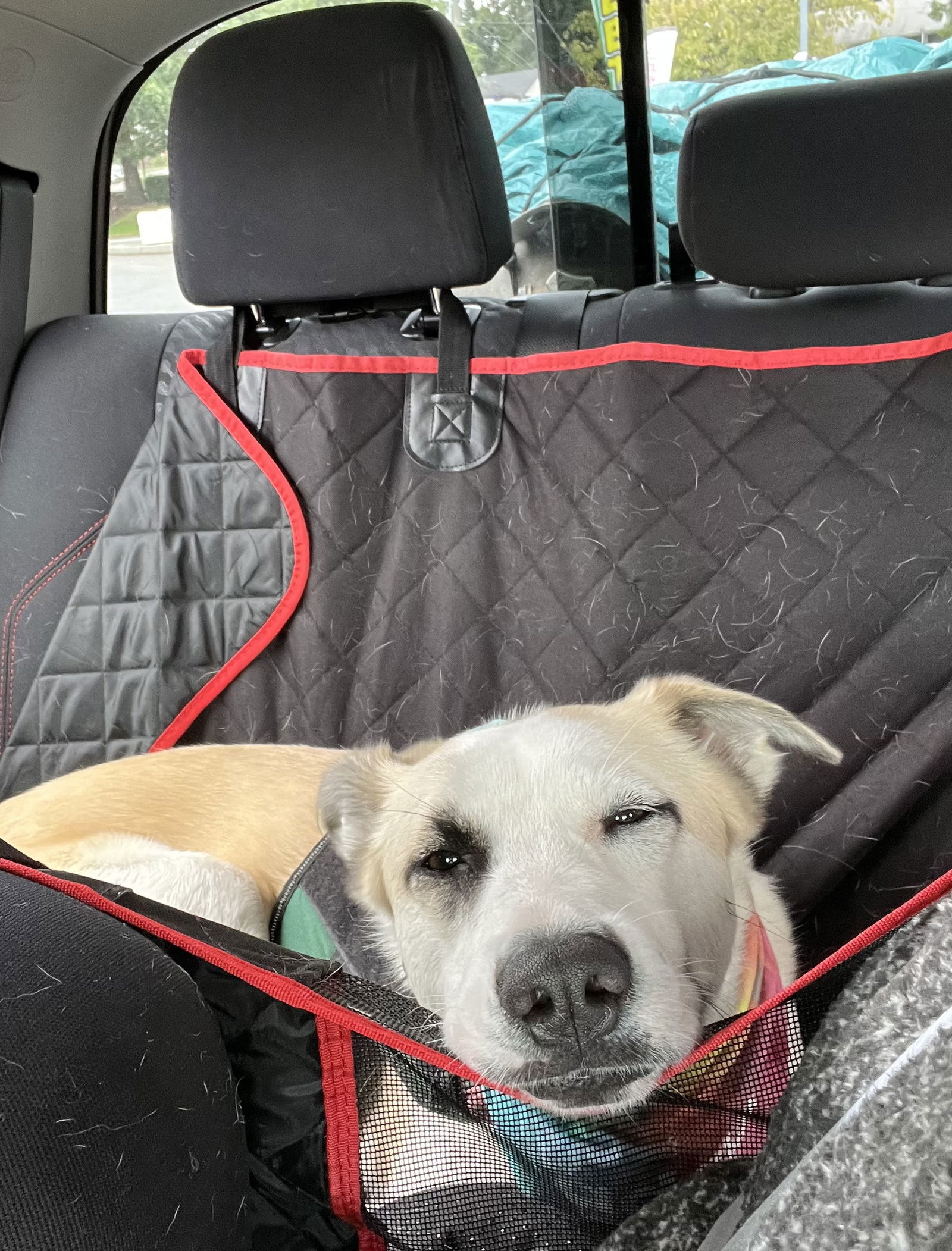 Tessa, an adoptable Great Pyrenees, Husky in Seattle, WA, 98165 | Photo Image 3