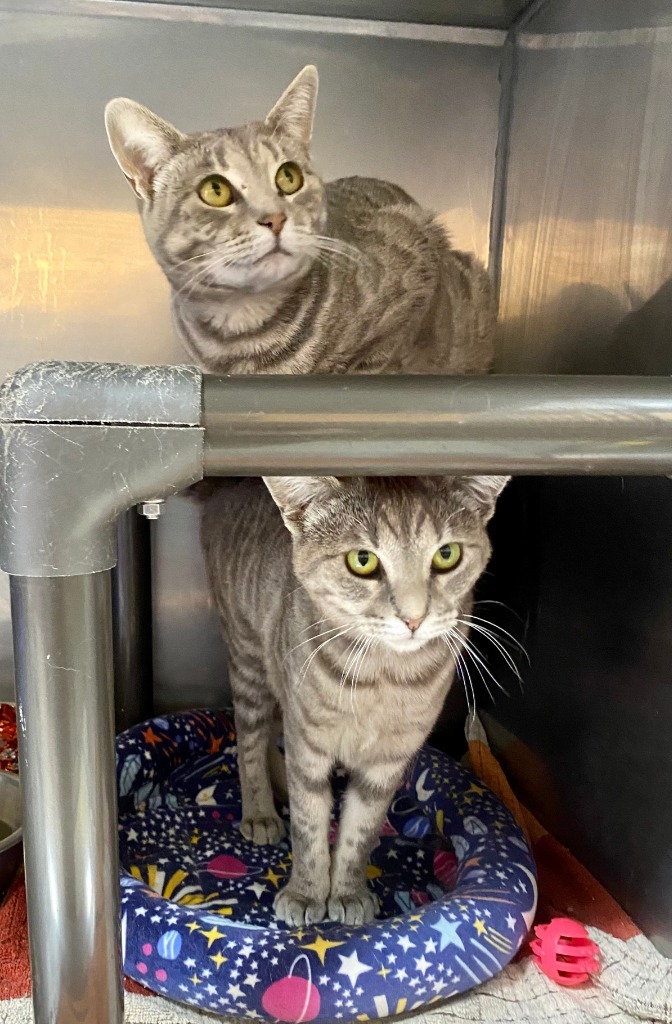 Champagne / Nougat, an adoptable Domestic Short Hair in Fort Lupton, CO, 80621 | Photo Image 1