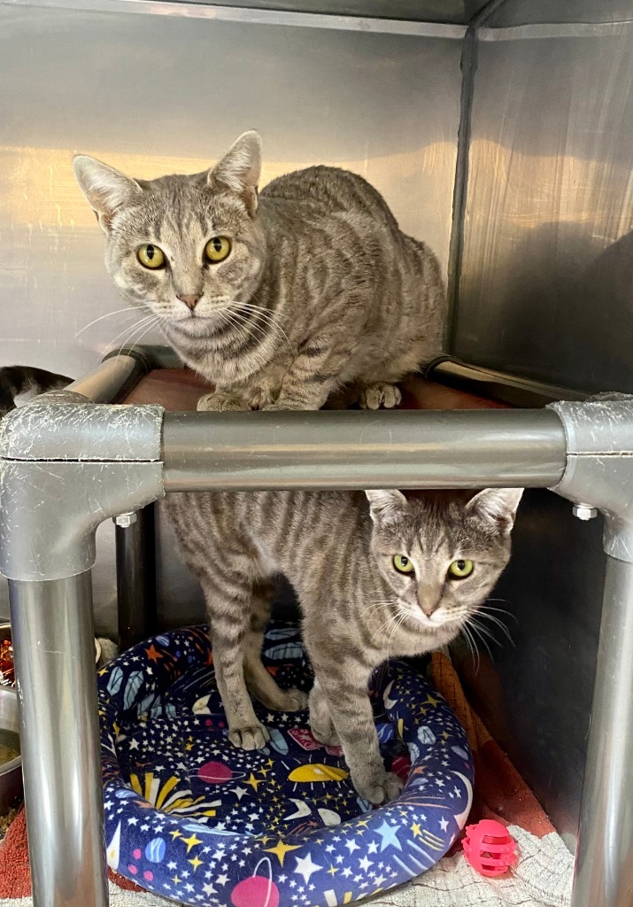 Champagne / Nougat, an adoptable Domestic Short Hair in Fort Lupton, CO, 80621 | Photo Image 4