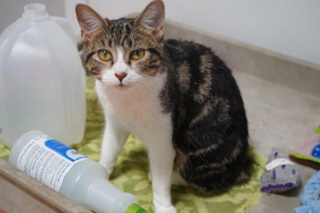 Adela, an adoptable Domestic Short Hair in Fort Lupton, CO, 80621 | Photo Image 1