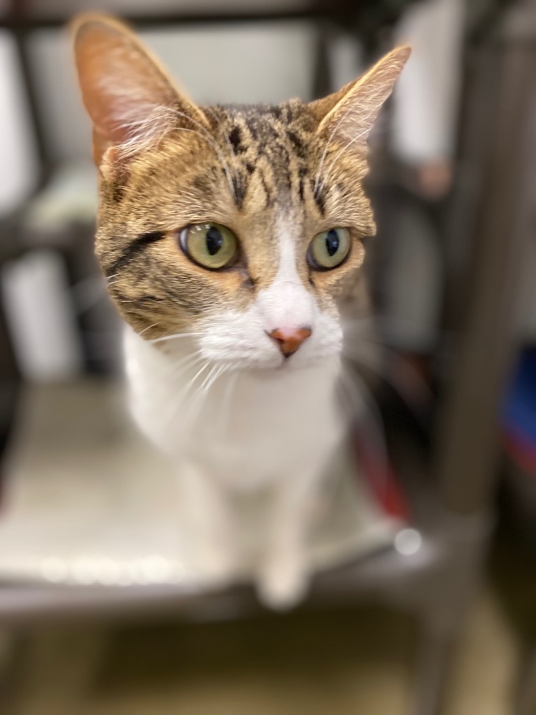 Adela, an adoptable Domestic Short Hair in Fort Lupton, CO, 80621 | Photo Image 2