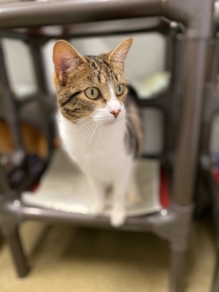 Adela, an adoptable Domestic Short Hair in Fort Lupton, CO, 80621 | Photo Image 3