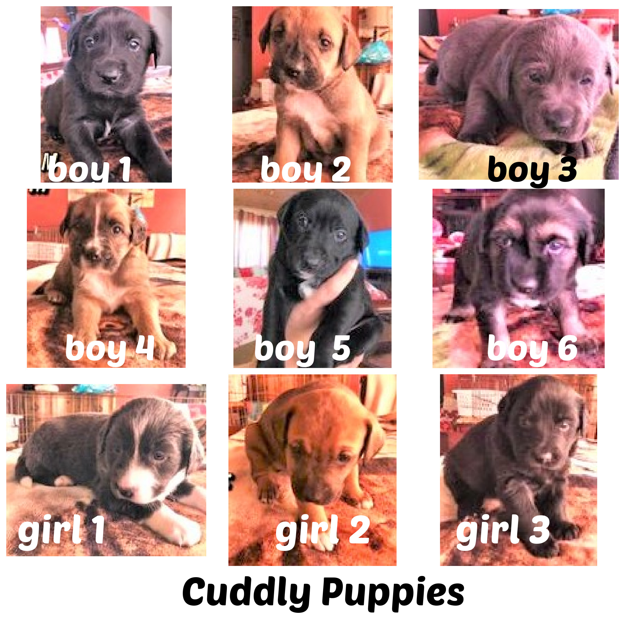 how do i choose a cuddly puppy