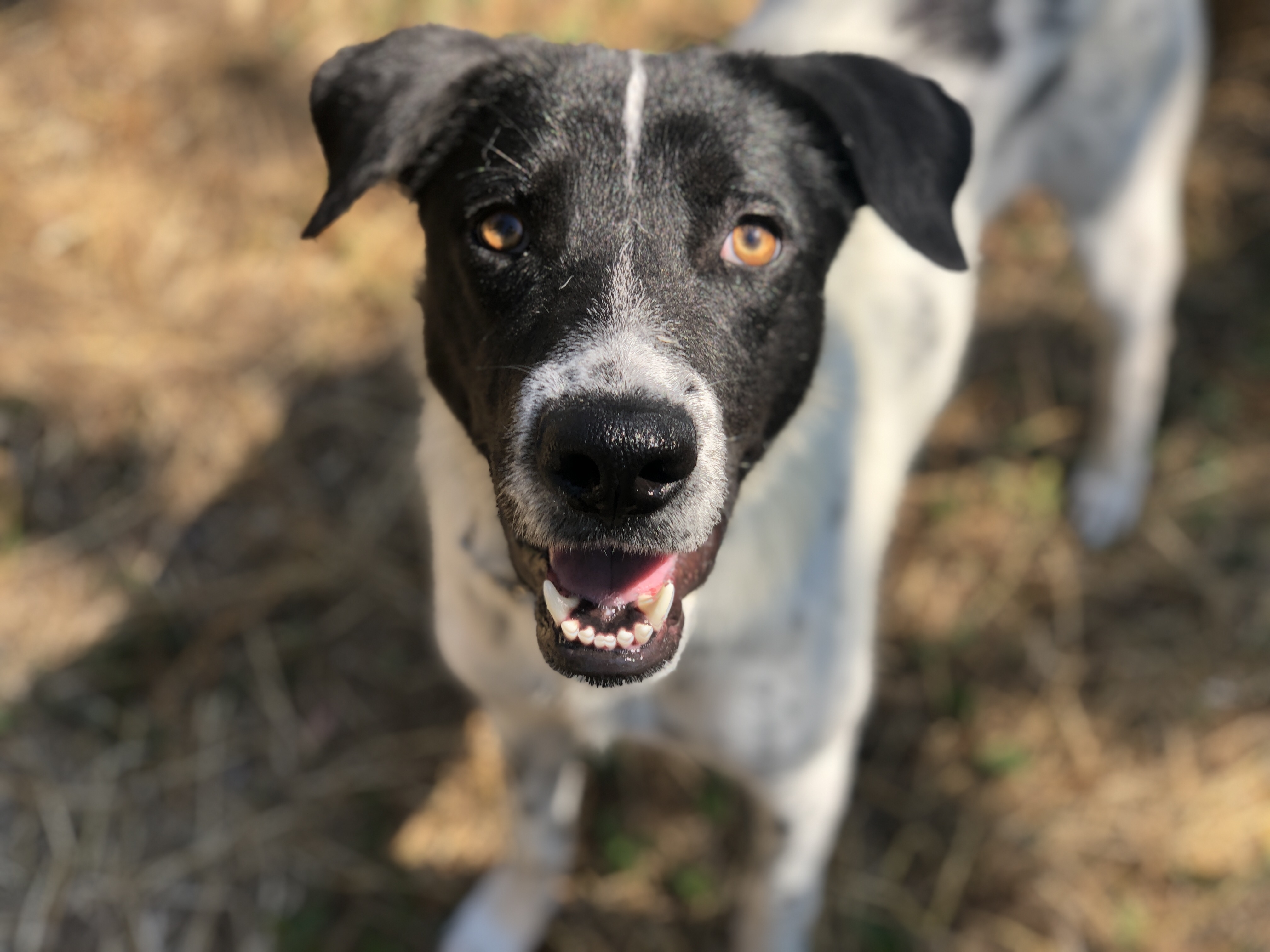 border collie doberman mix