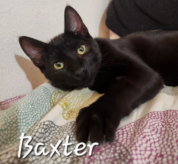 Baxter 4