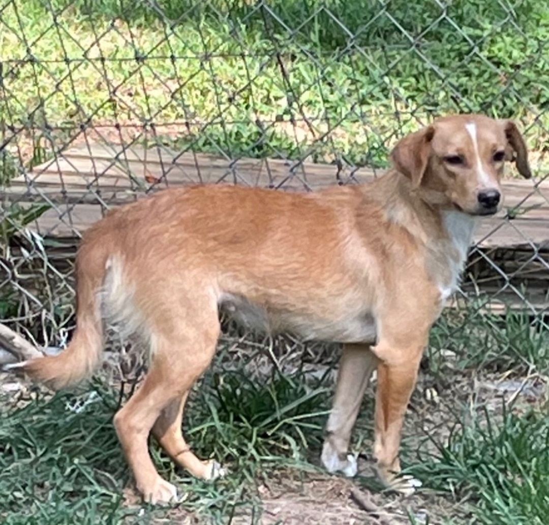 Dog for adoption - Diamond, a Feist & Labrador Retriever Mix in Rock