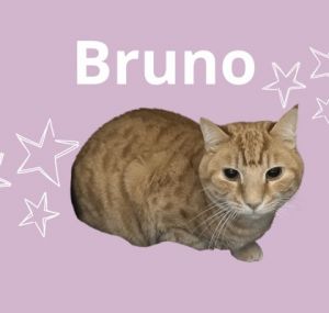 Bruno