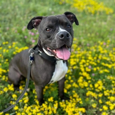 Cooper, an adoptable Boxer, Terrier in West Des Moines, IA, 50265 | Photo Image 1