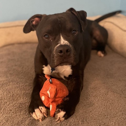 Cooper, an adoptable Boxer, Terrier in West Des Moines, IA, 50265 | Photo Image 2