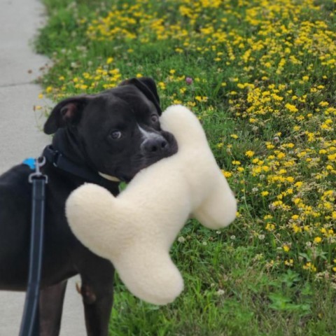 Cooper, an adoptable Boxer, Terrier in West Des Moines, IA, 50265 | Photo Image 3