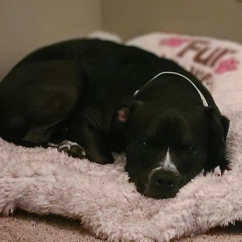 Cooper, an adoptable Boxer, Terrier in West Des Moines, IA, 50265 | Photo Image 3