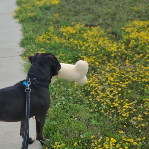 Cooper, an adoptable Boxer, Terrier in West Des Moines, IA, 50265 | Photo Image 4