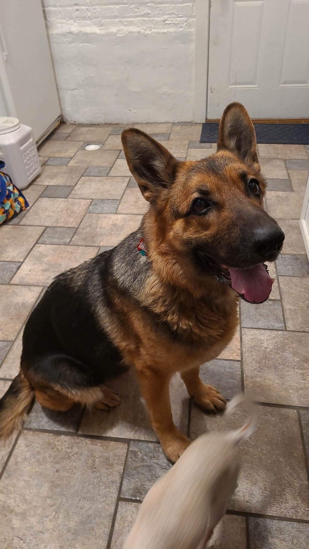 Suki, an adoptable German Shepherd Dog in Chicago, IL_image-2