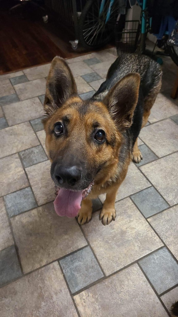 Suki, an adoptable German Shepherd Dog in Chicago, IL_image-5
