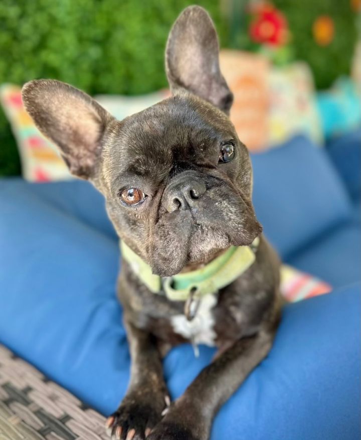 Dog for adoption - COOKIE!!, a French Bulldog in Citrus Heights, CA