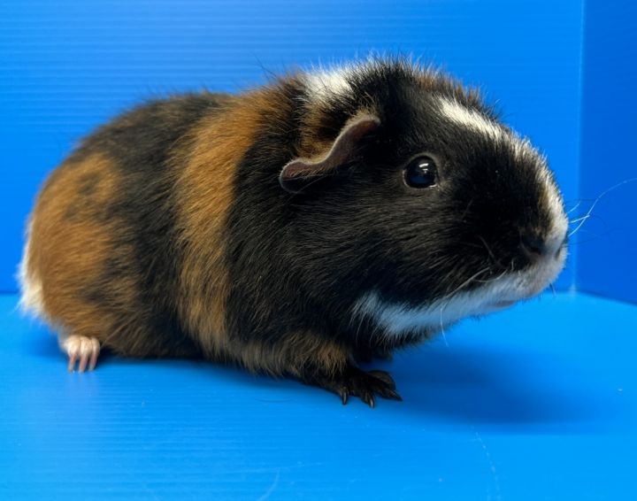 Shiloh / Campbell, an adoptable Guinea Pig Mix in Lewisville, TX_image-2