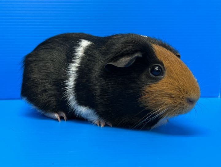 Shiloh / Campbell, an adoptable Guinea Pig Mix in Lewisville, TX_image-3