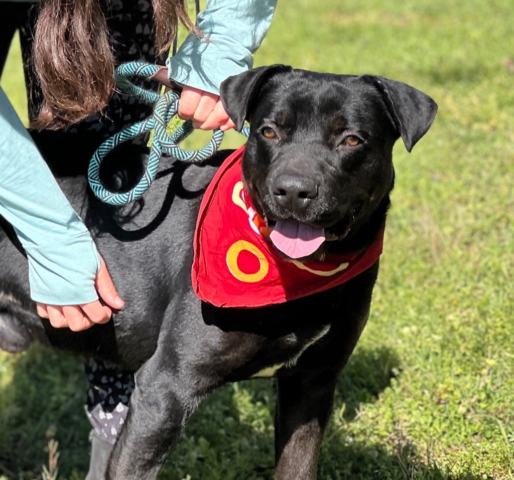 Phantom, an adoptable Labrador Retriever in Darlington, SC, 29532 | Photo Image 1