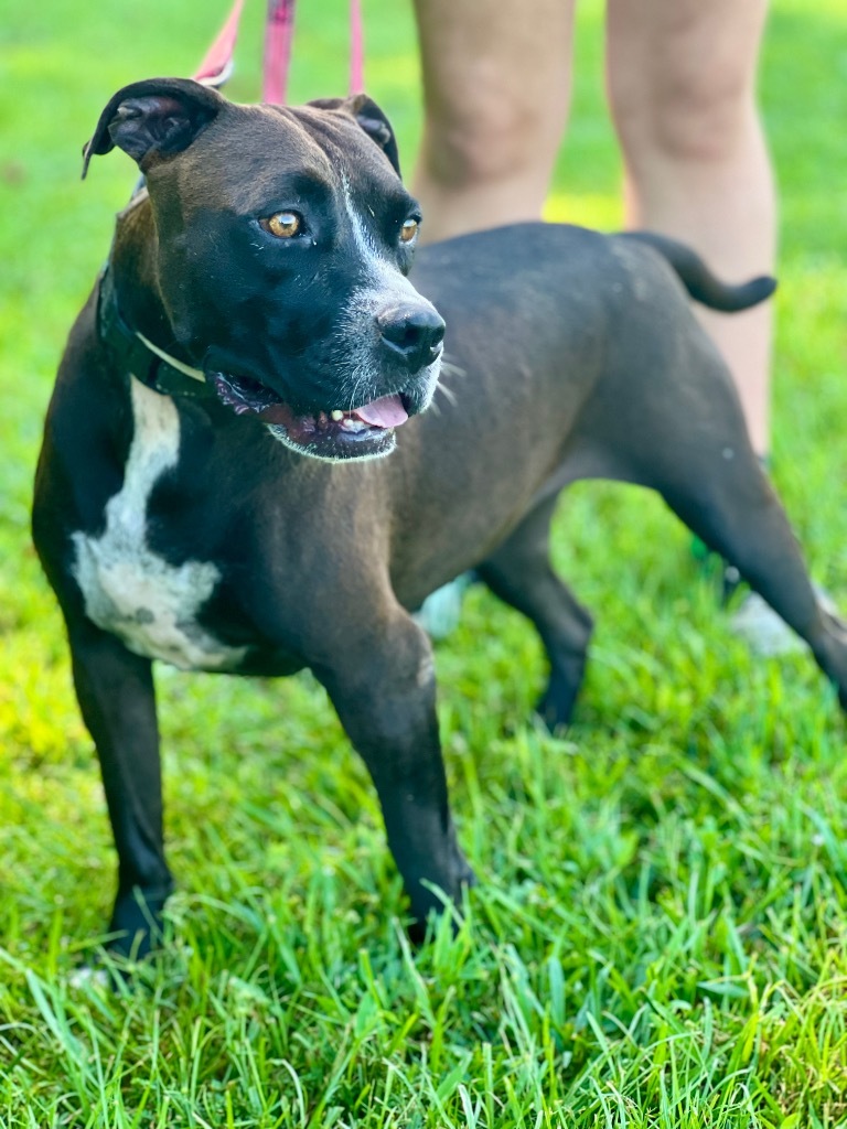 Minnie, an adoptable Terrier, Mixed Breed in Saint Francisville, LA, 70775 | Photo Image 1