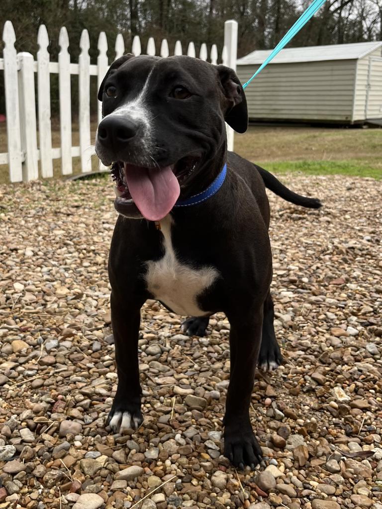 Minnie, an adoptable Terrier, Mixed Breed in Saint Francisville, LA, 70775 | Photo Image 2