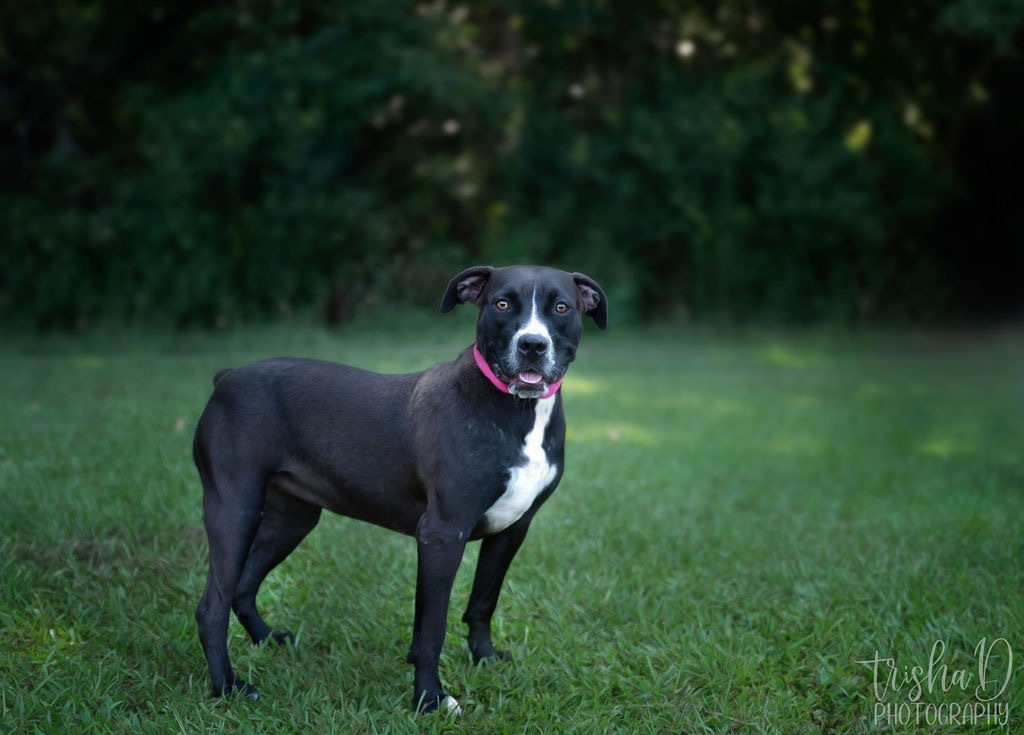Minnie, an adoptable Terrier, Mixed Breed in Saint Francisville, LA, 70775 | Photo Image 3