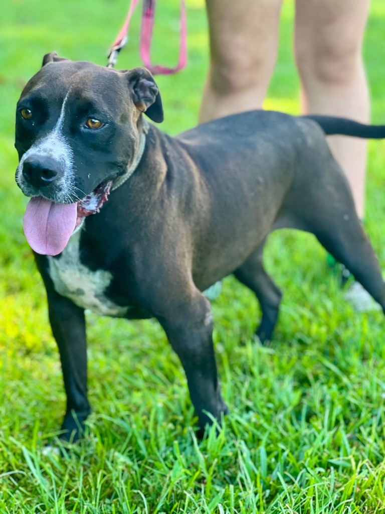 Minnie, an adoptable Terrier, Mixed Breed in Saint Francisville, LA, 70775 | Photo Image 4