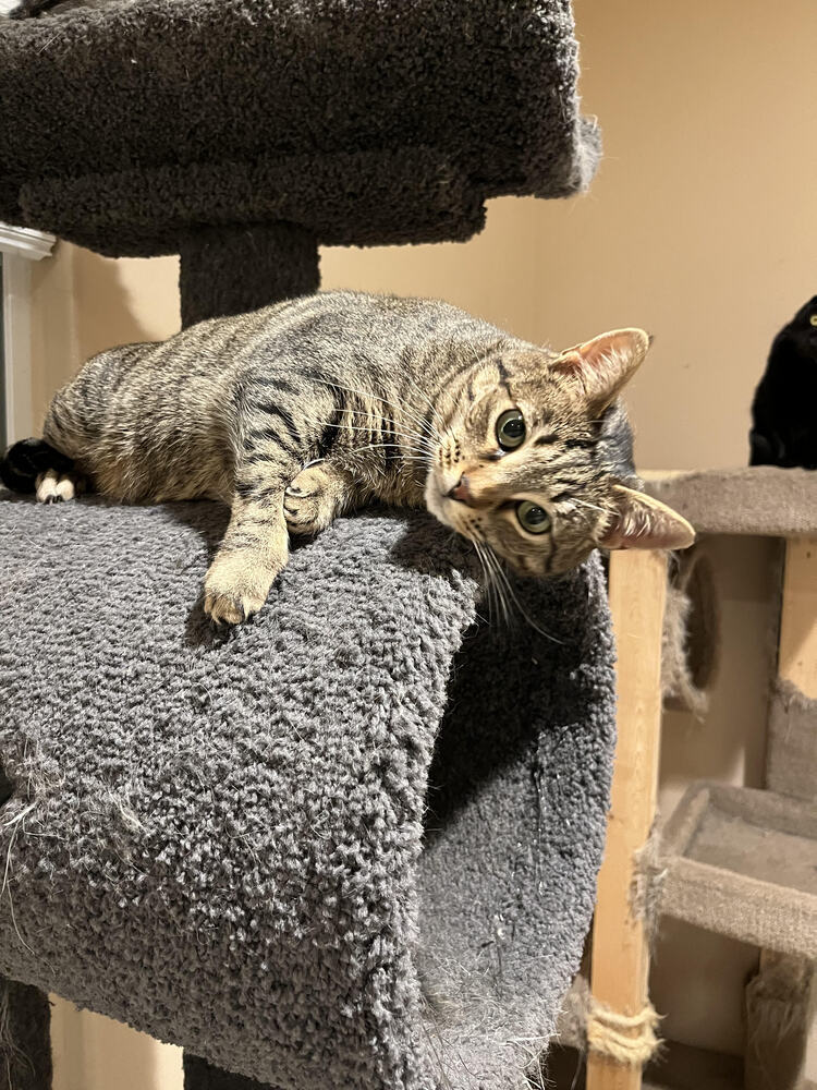 Honey, an adoptable Domestic Short Hair in Lancaster, CA, 93536 | Photo Image 1