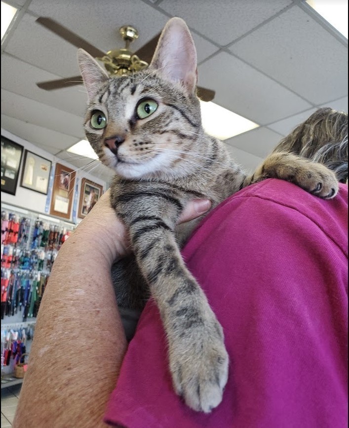 Honey, an adoptable Domestic Short Hair in Lancaster, CA, 93536 | Photo Image 2