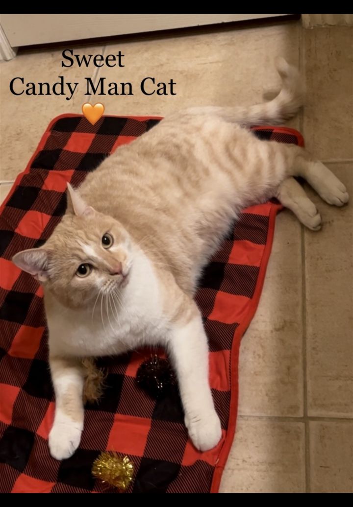 Courtesy Post: Candy Man Cat, an adoptable Tabby & Domestic Short Hair Mix in Euless, TX_image-1