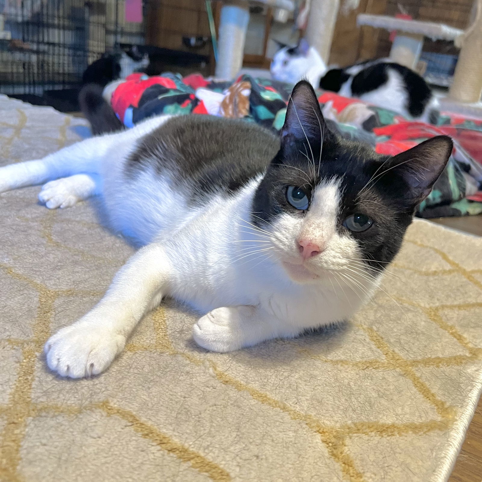 JoJo, an adoptable Domestic Short Hair in Hammond, LA, 70403 | Photo Image 1