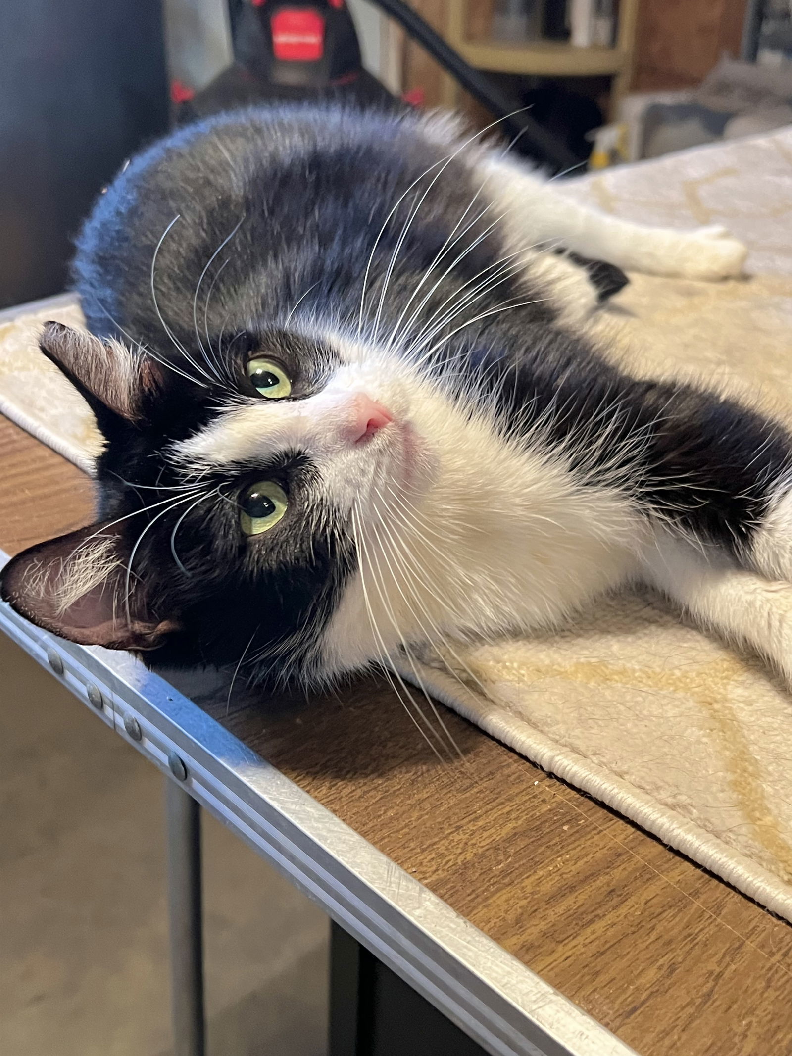 Lulu, an adoptable Domestic Short Hair in Hammond, LA, 70403 | Photo Image 1