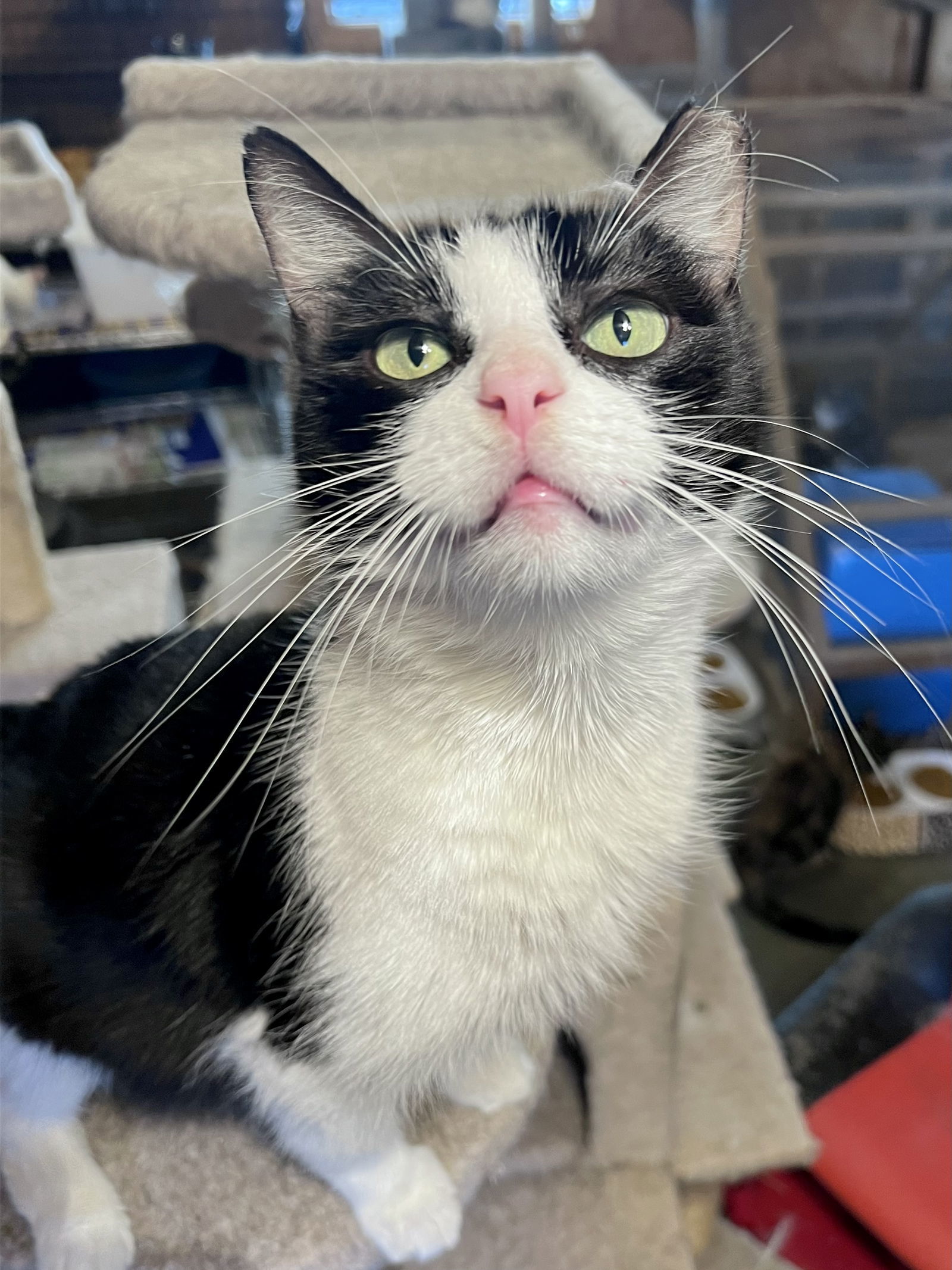 Lulu, an adoptable Domestic Short Hair in Hammond, LA, 70403 | Photo Image 2