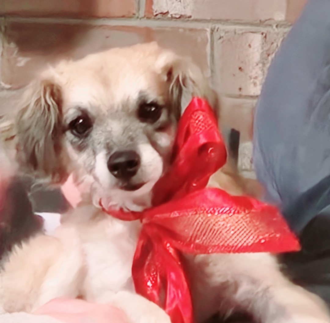 Benny, an adoptable Pomeranian, Chihuahua in Aiken, SC, 29803 | Photo Image 2
