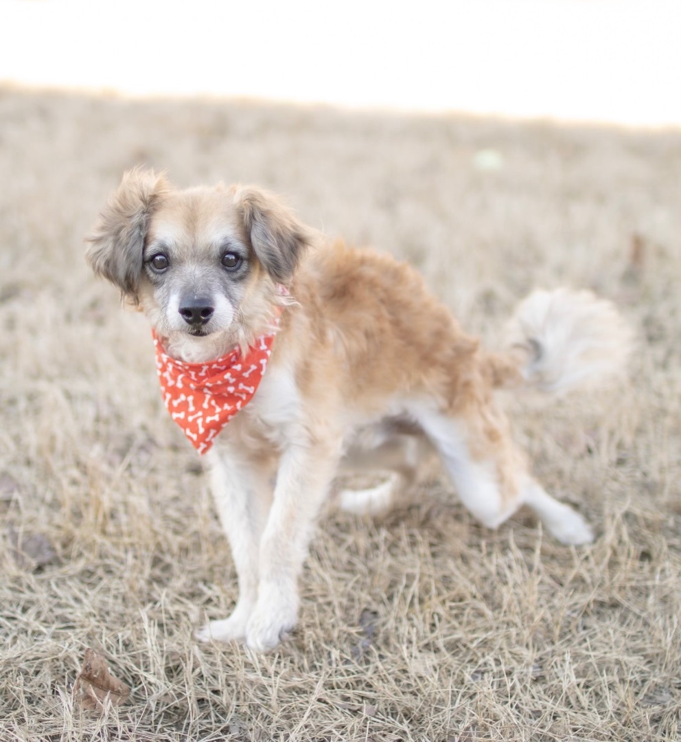 Benny, an adoptable Pomeranian, Chihuahua in Aiken, SC, 29803 | Photo Image 1
