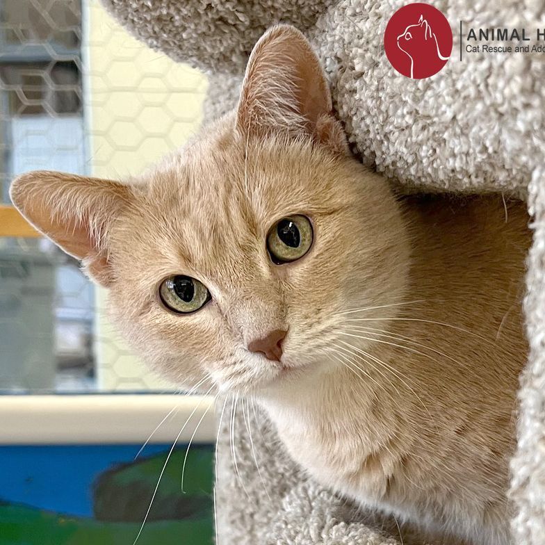 Cat for adoption Cappuccino, a Domestic Short Hair in St. Louis, MO