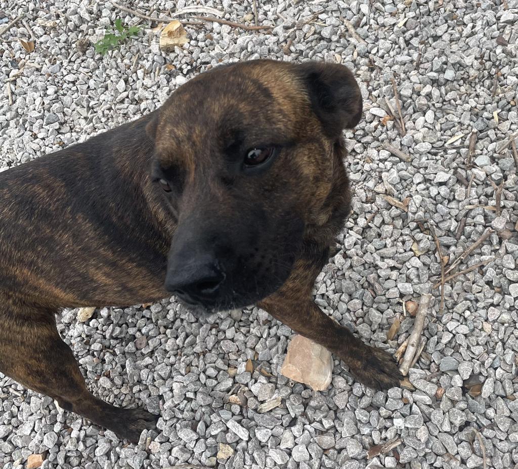 Roxanne, an adoptable Mountain Cur in Batesville, AR, 72501 | Photo Image 1