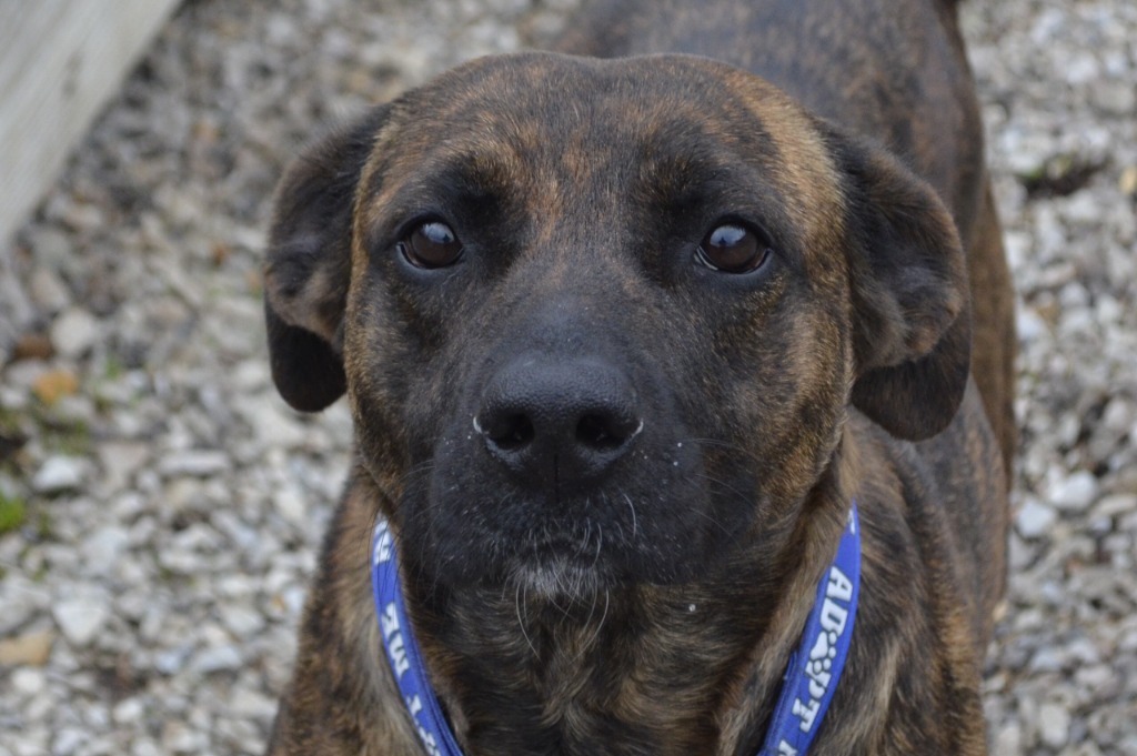 Roxanne, an adoptable Mountain Cur in Batesville, AR, 72501 | Photo Image 2