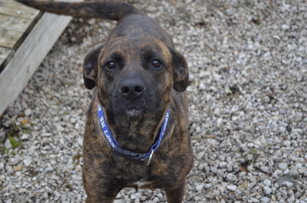 Roxanne, an adoptable Mountain Cur in Batesville, AR, 72501 | Photo Image 3