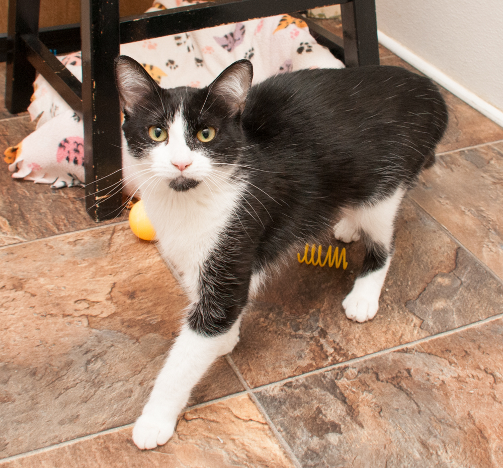 Blizzie, an adoptable Domestic Short Hair in Westminster, CO, 80031 | Photo Image 2