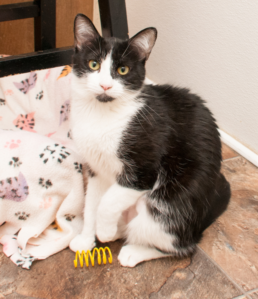 Blizzie, an adoptable Domestic Short Hair in Westminster, CO, 80031 | Photo Image 3