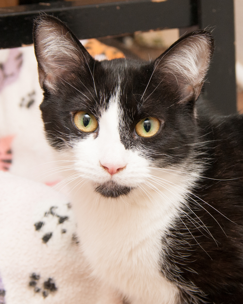 Blizzie, an adoptable Domestic Short Hair in Westminster, CO, 80031 | Photo Image 1